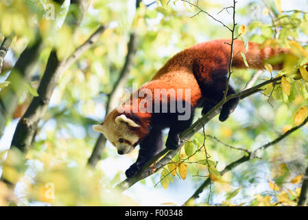 lesser panda, red panda (Ailurus fulgens), climbing on a branch Stock Photo