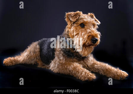 Airedale Terrier (Canis lupus f. familiaris), lying Stock Photo