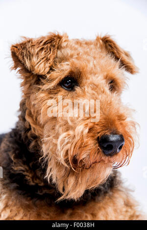Airedale Terrier (Canis lupus f. familiaris), portrait Stock Photo