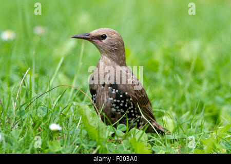 common starling (Sturnus vulgaris), juvenile on lawn, Germany, Mecklenburg-Western Pomerania Stock Photo