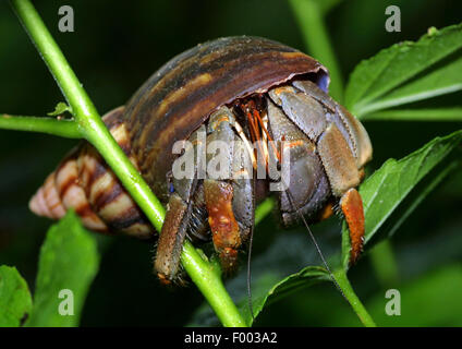 large hermit crab, common hermit crab, soldier crab, soldier hermit crab, Bernhard's hermit crab (Pagurus bernhardus, Eupagurus bernhardus), on a plant Stock Photo