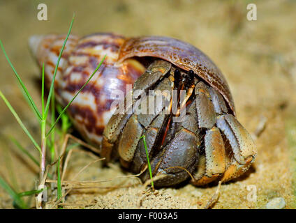 large hermit crab, common hermit crab, soldier crab, soldier hermit crab, Bernhard's hermit crab (Pagurus bernhardus, Eupagurus bernhardus), on the ground Stock Photo