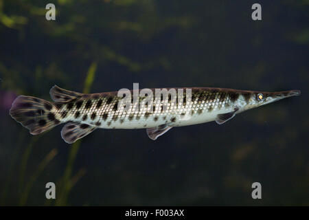 spotted gar (Lepisosteus oculatus), swimming Stock Photo