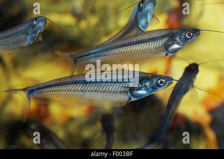 glass catfish, ghost catfish (Kryptopterus bicirrhis), several glass catfishes Stock Photo
