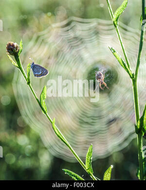 knapweed (Centaurea pullata), gossamer-winged butterfly at knapweed , spider lurking in the background in a web, Germany, Bavaria, Oberbayern, Upper Bavaria Stock Photo