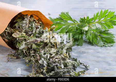 common mugwort, common wormwood (Artemisia vulgaris), fresh and dried leaves, Germany Stock Photo