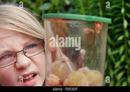 boy eying up snails in a magnifying glass, Germany Stock Photo