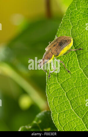 Chlorophanus viridis (Chlorophanus viridis), sits on a leaf, Germany Stock Photo