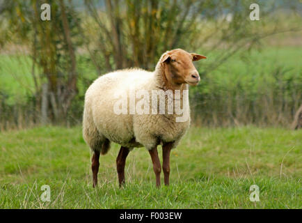 Coburg fox sheep (Ovis ammon f. aries), sheep in a pasture, Germany, Lower Saxony Stock Photo