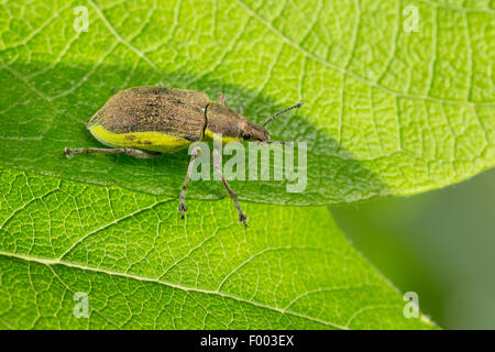 Chlorophanus viridis (Chlorophanus viridis), sits on a leaf, Germany Stock Photo