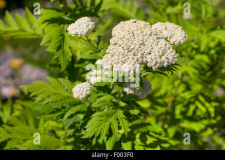 Rayed Tansy (Tanacetum macrophyllum), blooming Stock Photo