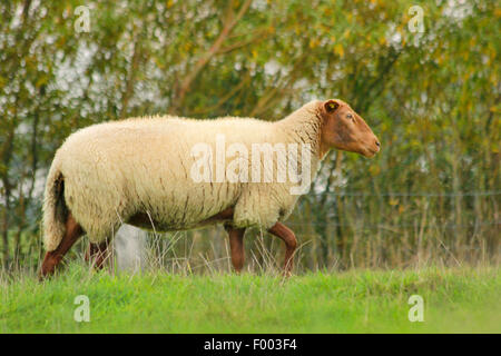 Coburg fox sheep (Ovis ammon f. aries), sheep in a pasture, Germany, Lower Saxony Stock Photo