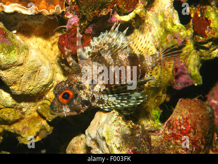 Hawaiian lionfish (Dendrochirus barberi), swimming, Hawaii Stock Photo