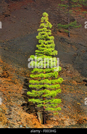 Canary pine (Pinus canariensis), young plant on lava rocks, Canary Islands, La Palma Stock Photo