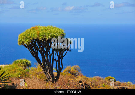 Tear Dragon's blood, Draegon Tree, Canary Islands Dragon Tree, Drago  (Dracaena draco), Draegon tree in front of seashore, Canary Islands, La Palma Stock Photo