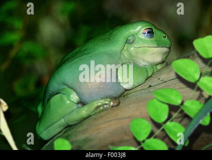 Green Tree Frog White's Treefrog (Litoria caerulea, Hyla caerulea, Pelodryas caerulea), on a branch, Australia Stock Photo