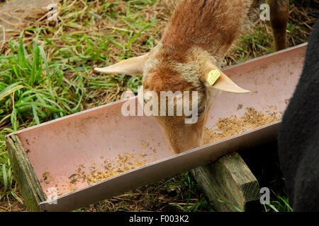 Coburg fox sheep (Ovis ammon f. aries), young ram at a feed trough, Germany, Lower Saxony Stock Photo