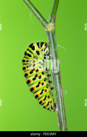 swallowtail (Papilio machaon), caterpillar starts pupation, Germany Stock Photo