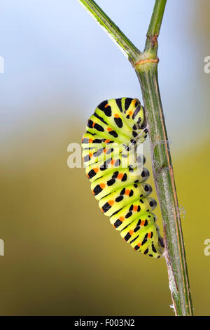 swallowtail (Papilio machaon), caterpillar starts pupation, Germany Stock Photo