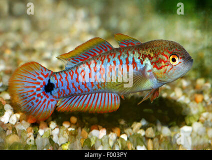 marble goby (Oxyeleotris marmorata, Eleotris marmorata), swimming Stock Photo