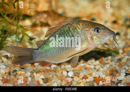 Aeneus catfish, Bronze Corydoras (Corydoras aeneus), swimming Stock Photo