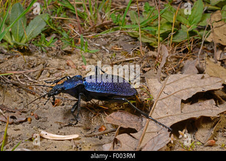 blue ground beetle, darkblue ground beetle (Carabus cf. intricatus), walking, Turkey, Thrace Stock Photo