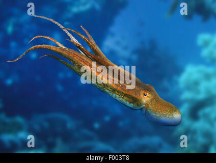 common octopus, common Atlantic octopus, common European octopus (Octopus vulgaris), swimming Stock Photo