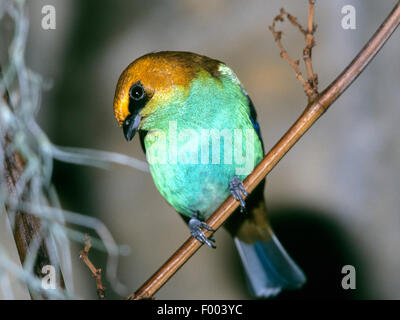 bay-headed tanager (Tangara gyrola), female Stock Photo