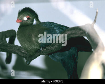 white-cheeked turaco (Tauraco leucotis), on a branch Stock Photo