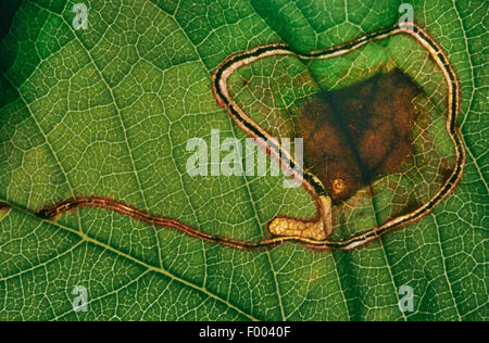 apple leafminer, Clerk's snowy bentwing (Lyonetia clerkella), larva in a mine in a cherry leaf, Prunus avium, Germany Stock Photo