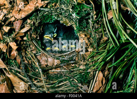 winter wren (Troglodytes troglodytes), squabs in the nest, Germany