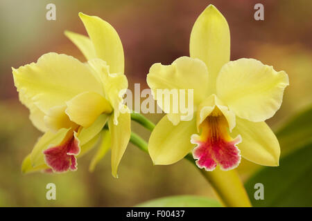 Cattleya orchid (Cattleya spec.), Cattleya luteola x Rhyncholaeliocattleya Memoria Helen Brown Stock Photo