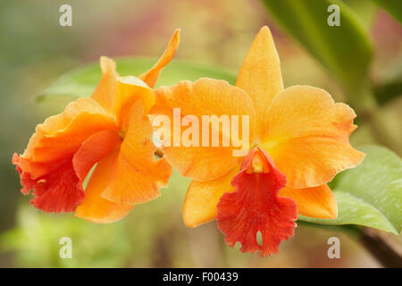 Cattleya orchid (Cattleya spec.), Cattleya Vel Doris Infra Red x Rhyncattleanthe Orange Nugge Stock Photo