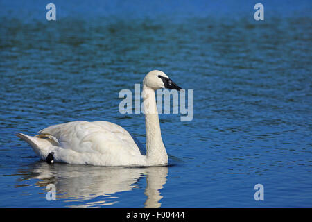 trumpeter swan (Cygnus buccinator), swimming, Canada, Vancouver Island, Victoria Stock Photo