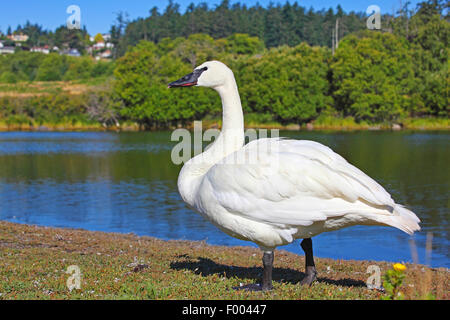 trumpeter swan (Cygnus buccinator), stands at the shore of the Esquimalt Lagoon, Canada, Vancouver Island, Victoria Stock Photo