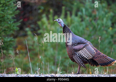 common turkey (Meleagris gallopavo), female stands at the forest edge, Canada, Ontario, Algonquin Provincial Park Stock Photo