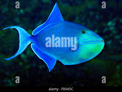 Redtooth triggerfish, Red-toothed triggerfish, Redfang (Balistes erythrodon, Odonus erythrodon, Xenodon niger, Odonus niger), swimming Stock Photo