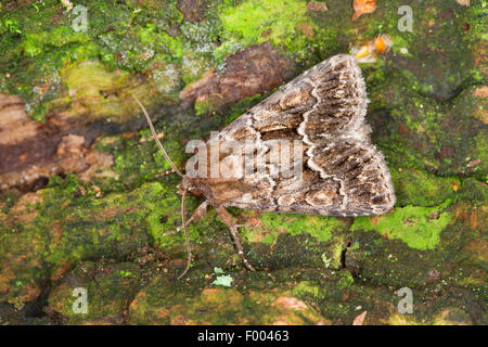 Straw underwing (Thalpophila matura, Phalaena matura), on green bark, Germany Stock Photo