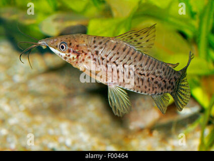 Porthole Catfish (Dianema longibarbis), swimming Stock Photo