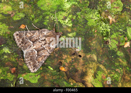 Straw underwing (Thalpophila matura, Phalaena matura), on green bark, Germany Stock Photo