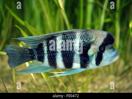 Humphead cichlid, Frontosa (Cyphotilapia frontosa), swimming Stock Photo