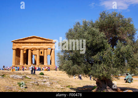 olive tree (Olea europaea ssp. sativa), olive tree between bronzen statue of Icarus and Concordia temple, Archaeological Area of Agrigento , Italy, Sicilia, Agrigent Stock Photo