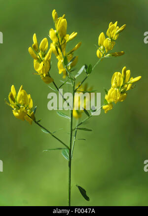 dyer's greenweed, Dyer's greenweed (Genista tinctoria), blooming, Germany, Bavaria, Murnauer Moos Stock Photo