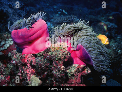 purple-base anemone (Radianthus ritteri, Heteractis magnifica), on coral reef Stock Photo