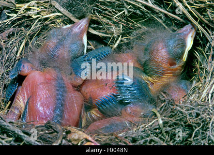 blackbird (Turdus merula), blackbird squabs in the nest, Germany Stock Photo