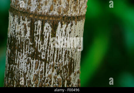 Foxtail Palm (Wodyetia bifurcata), stem Stock Photo