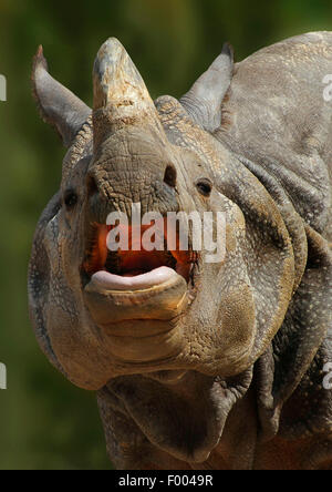 Greater Indian rhinoceros, Great Indian One-horned rhinoceros (Rhinoceros unicornis), portrait with mouth open, India Stock Photo