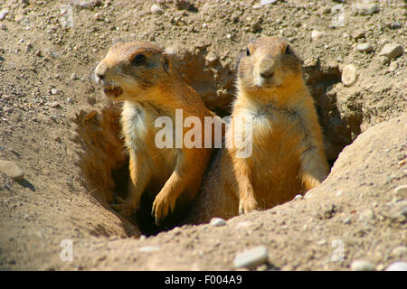 black-tailed prairie dog, Plains prairie dog (Cynomys ludovicianus), sit in the den and watching out Stock Photo