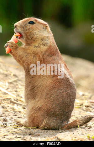 black-tailed prairie dog, Plains prairie dog (Cynomys ludovicianus), nibbling on a carrot Stock Photo