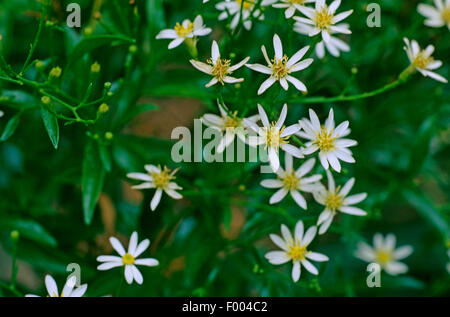 Sticky daisy bush (Olearia elliptica), blooming, Australia Stock Photo